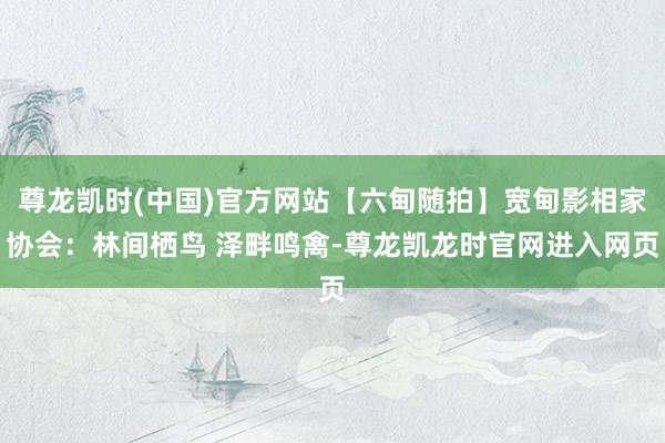 尊龙凯时(中国)官方网站【六甸随拍】宽甸影相家协会：林间栖鸟 泽畔鸣禽-尊龙凯龙时官网进入网页